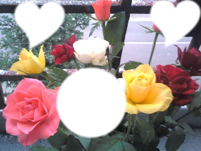 Roses des neiges Fotomontage