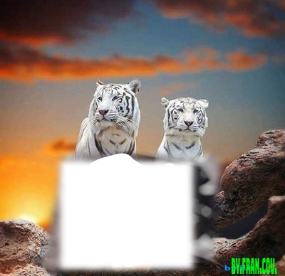 Le tigri Photo frame effect