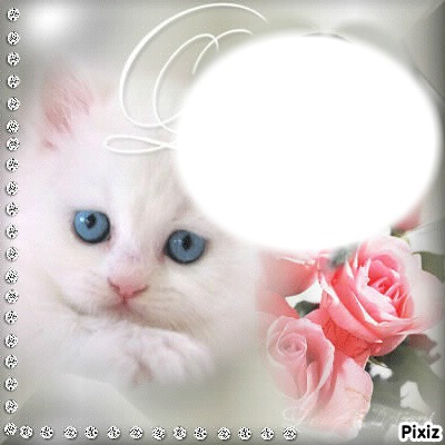 le chat Photo frame effect