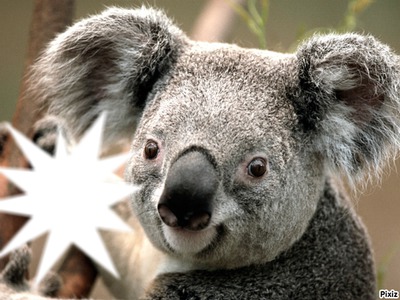 Koala Фотомонтажа