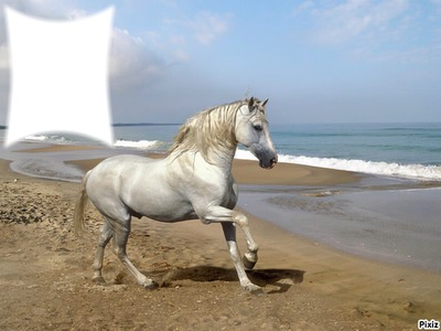 cheval Fotomontagem