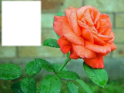 Rose orange Fotomontáž