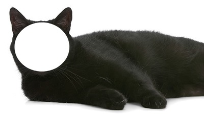 Cat Fotomontage