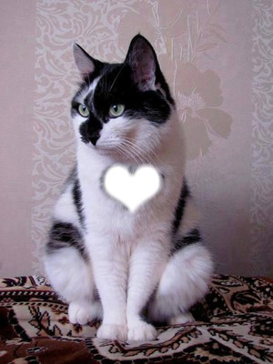 heart cat フォトモンタージュ
