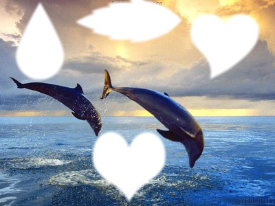 delfin de corazon y mucho mas Photo frame effect