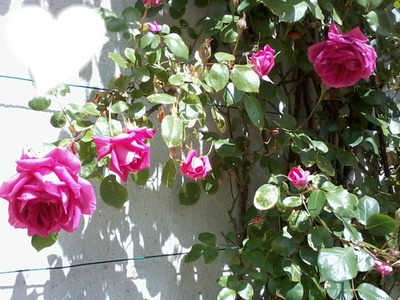 les roses de mon jardin Montaje fotografico