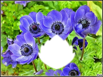 *Trés fleurs bleue* Valokuvamontaasi