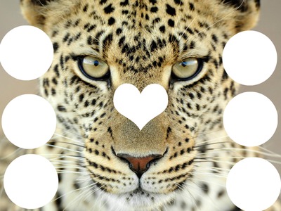 leopard Fotomontasje