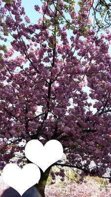 Cerisier en fleurs Photomontage