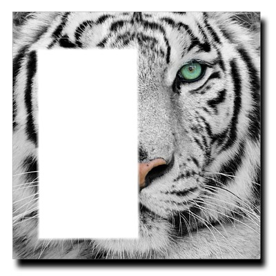 tigre Fotomontaggio