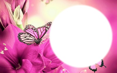Schmetterlinge Fotomontage
