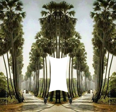 tree Photo frame effect