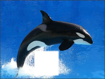 orca Photomontage