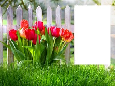 tulipes Fotomontáž