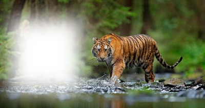 Tigris a dzsungelbe Montaje fotografico