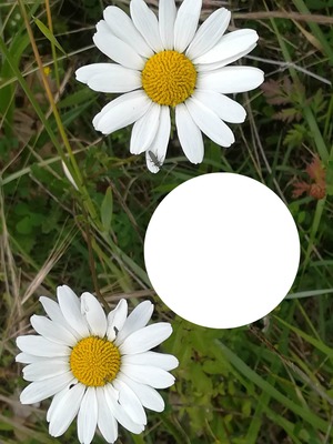fleur des champs Fotomontažas