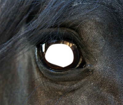 oeil de chevaux Фотомонтажа