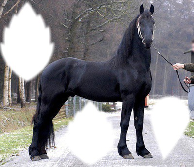 cheval frison Фотомонтаж