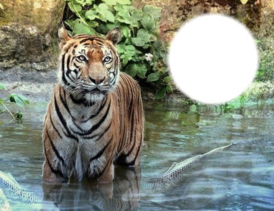 Tigre Valokuvamontaasi