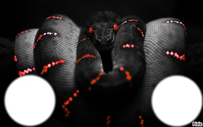 serpent Photo frame effect