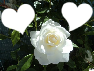 la rose blanche Montage photo