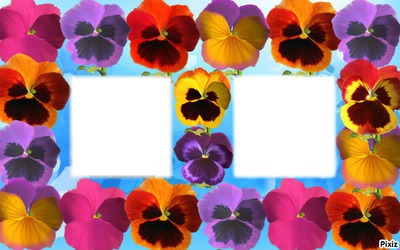 cadre fleurs* Fotomontage