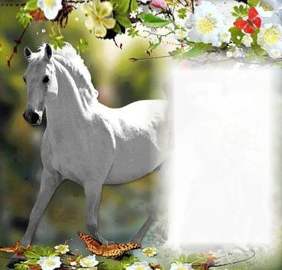 Cheval blanc Fotomontage