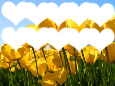 10 coeurs en tulipes Fotomontasje