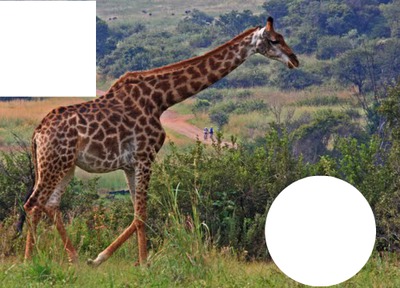 giraffe Fotomontāža