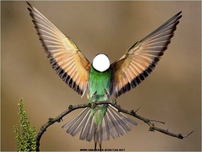 Hombre colibri Fotomontaggio