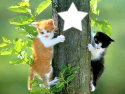 chatons Montage photo