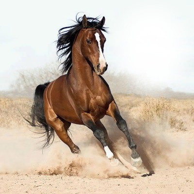 photo cheval bouchiba djelfa algerie Fotomontasje