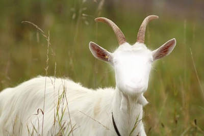 goat Fotomontaggio