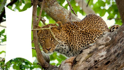 leopard Fotómontázs