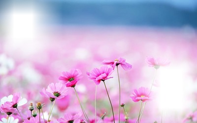 pembe çiçekler Fotomontage