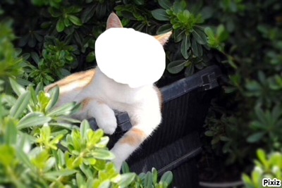 Cat Head Fotomontasje