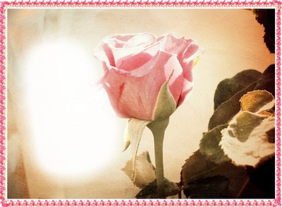 Liebe ist wie eine Rose Fotomontage