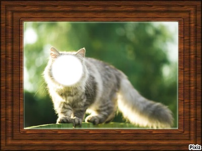 chat cadre Montage photo