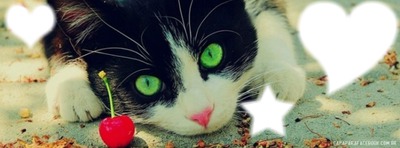 Green Eye Cat Photomontage