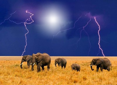 elephant Fotomontage