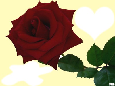 rose rouge Фотомонтажа