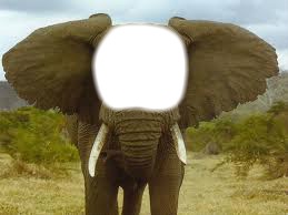 elephant Valokuvamontaasi