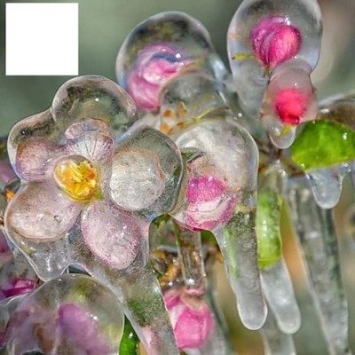 fleurs de glace Fotomontage