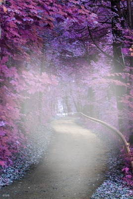 Vereda violeta Montaje fotografico