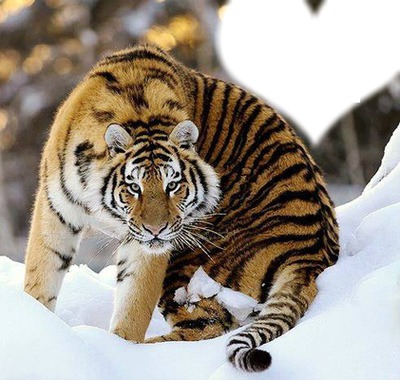 tigre dans la neige Fotomontaža