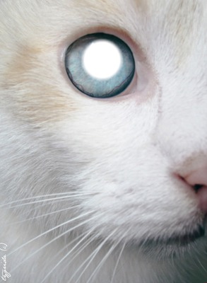 l oeil du chat Fotomontagem