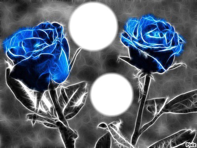 Roses bleue Photomontage