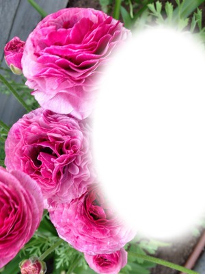 pink flower Valokuvamontaasi