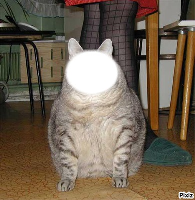 Gros chat Fotomontage