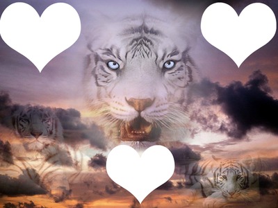 tigre blanc Фотомонтажа